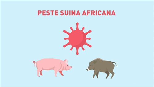 Peste Suina Africana (PSA)